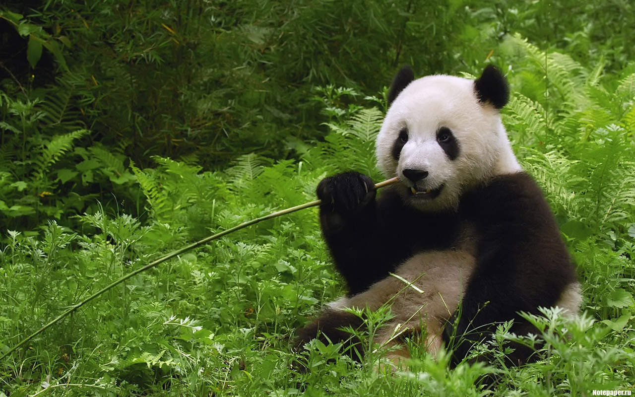 Большие панды – теперь не «исчезающий вид»