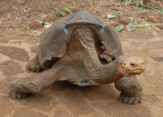 Черепаха Диего в одиночку спас свой вид от вымирания