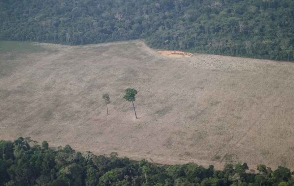 Масштабы вырубки лесов Амазонии достигли максимума за 15 лет