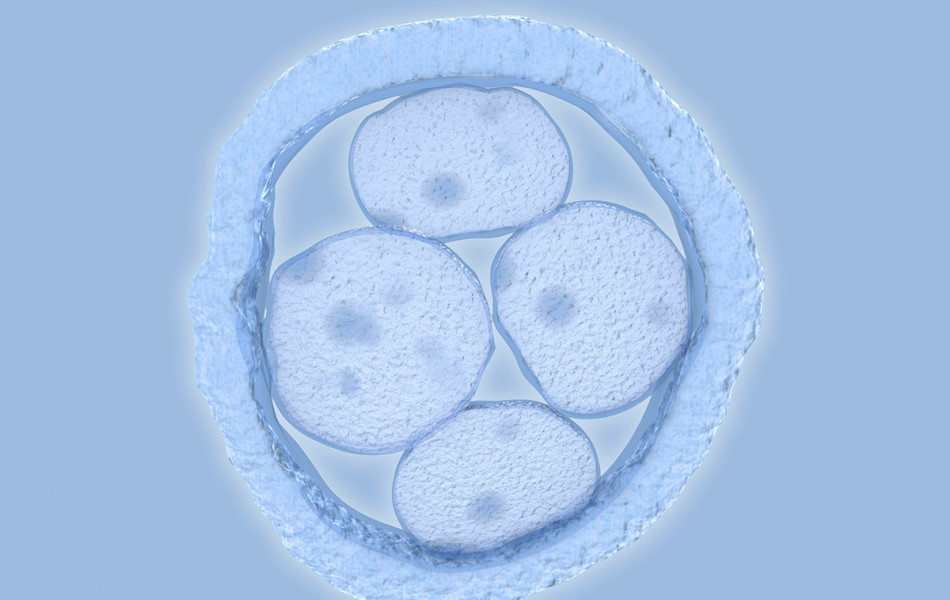 В Китае разработали «няню» на основе ИИ для выращивания эмбрионов животных