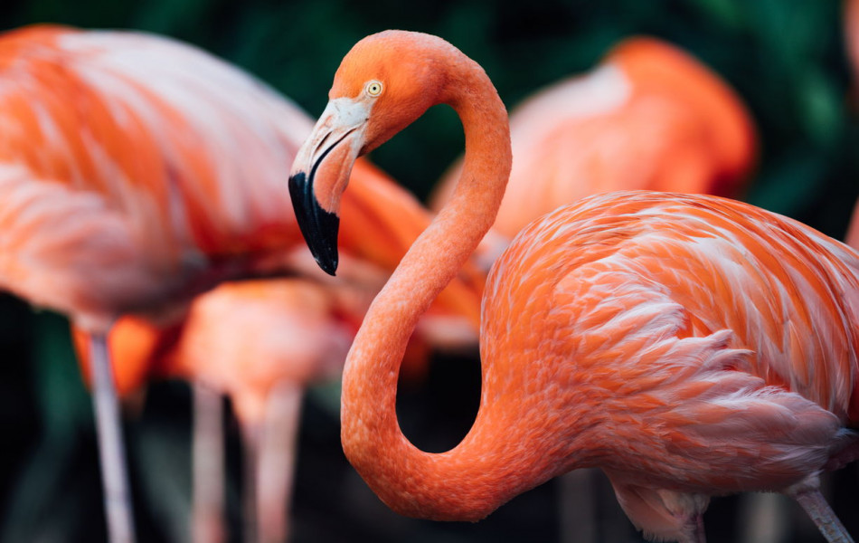Добыча лития негативно влияет на популяцию фламинго