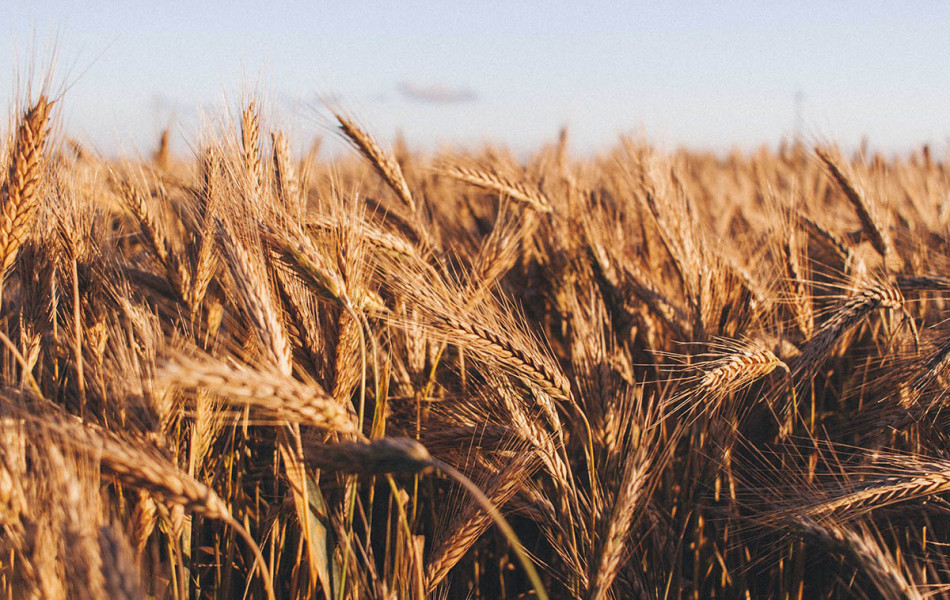 Что будет с казахстанским зерном на мировом рынке