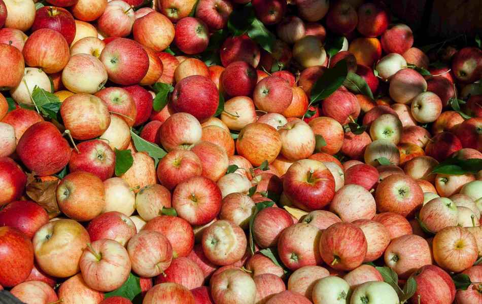 Что пишут иностранцы про казахстанские яблоки
