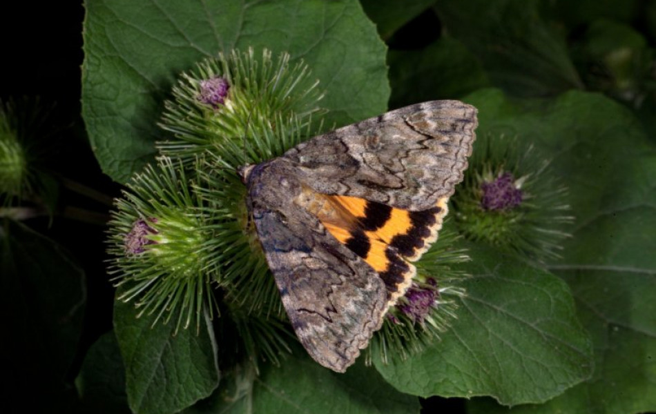 Павлодарские ученые обнаружили новый вид бабочек 