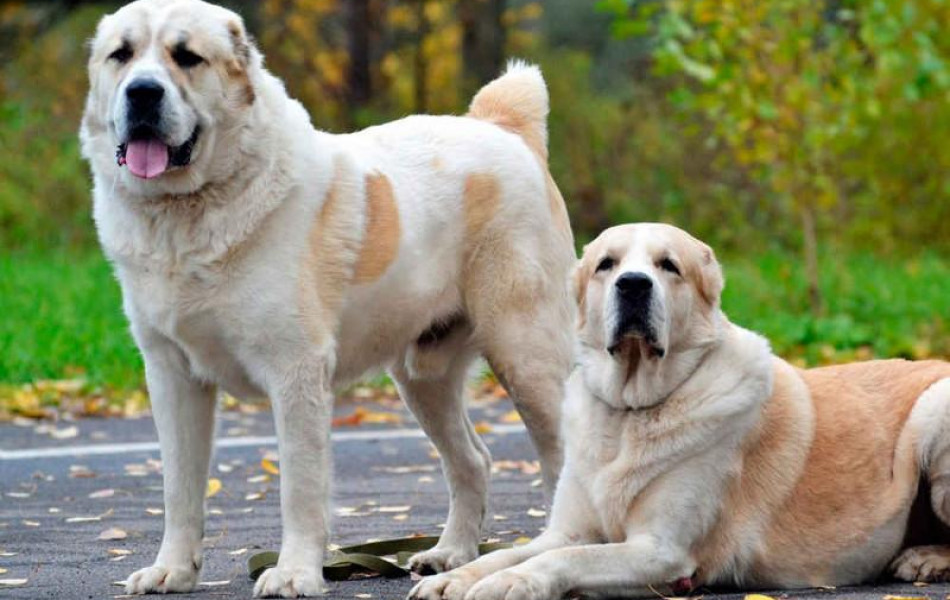 В Казахстане намерены восстановить национальные породы собак — тазы и тобет 