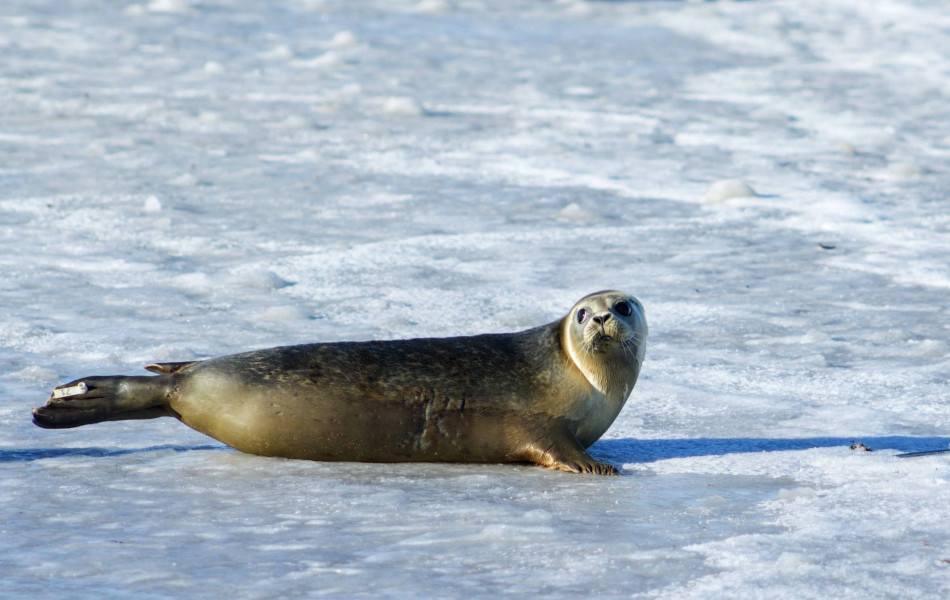 В Дагестане на берегу Каспия обнаружены 2,5 тыс. мертвых тюленей 