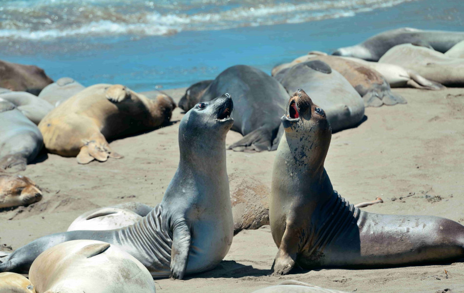 На побережье Каспия в Туркменистане найдены мертвые тюлени 