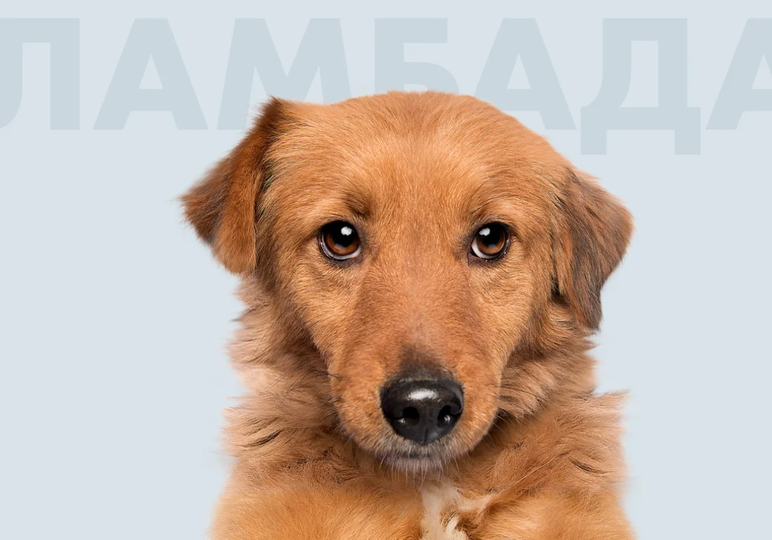 Появился благотворительный сайт для сбора денег для собак