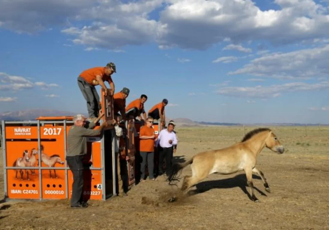 Дикие лошади Пржевальского вернулись в родную Монголию