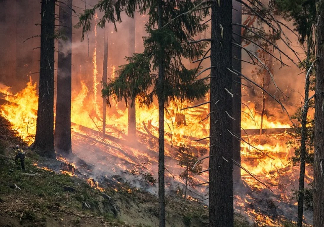 Португалия объявила три дня траура по 61 жертве лесных пожаров
