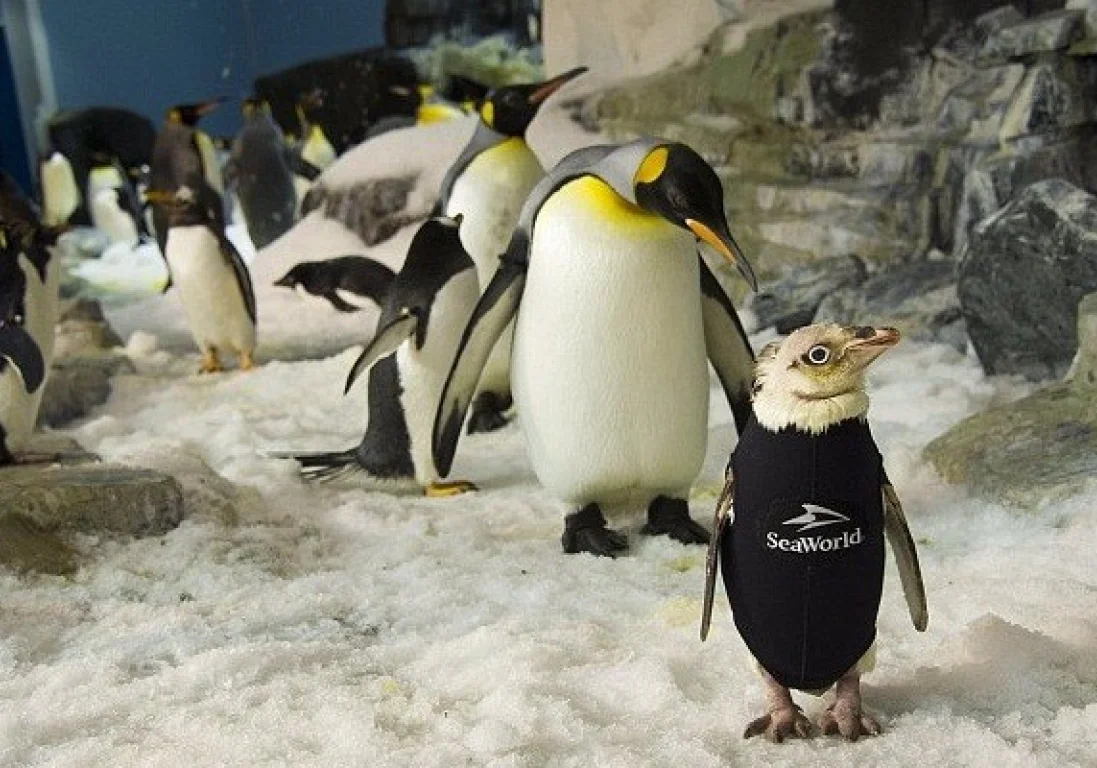 Пингвину сшили гидрокостюм