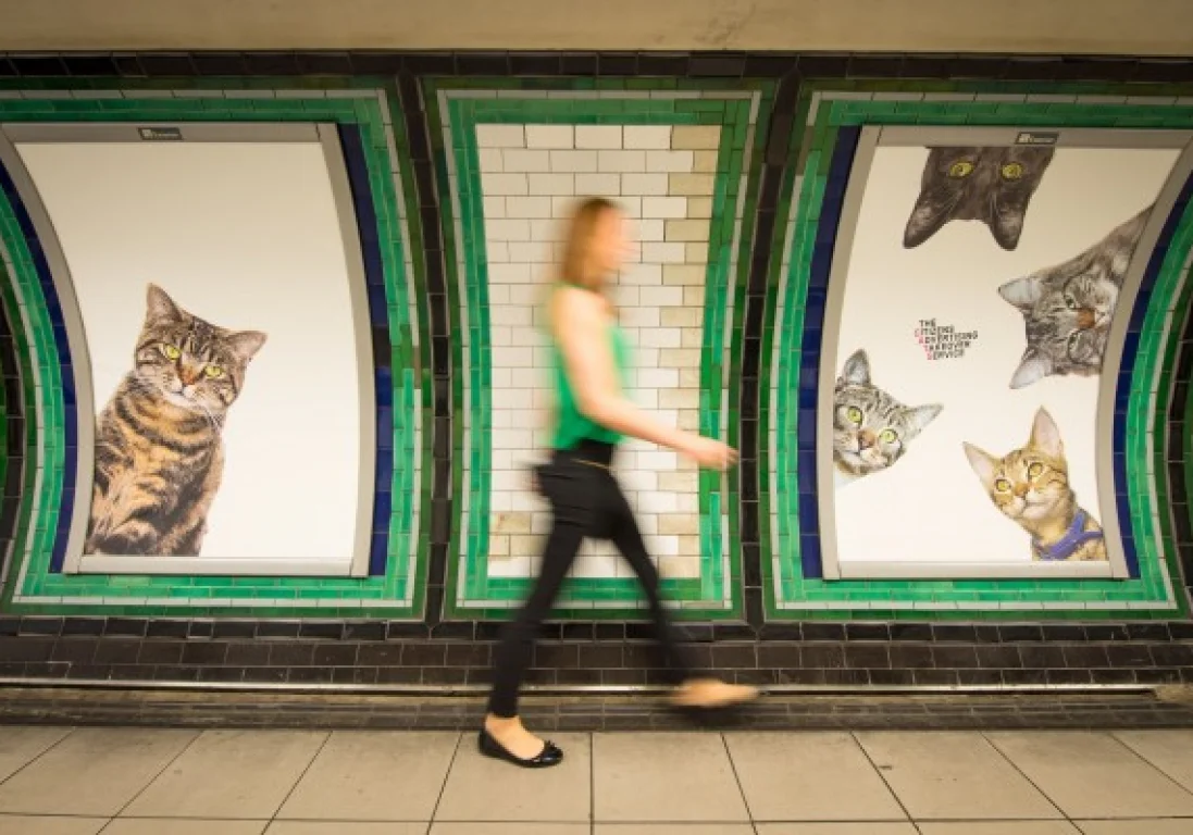 Британцы заменили рекламу в метро на котиков