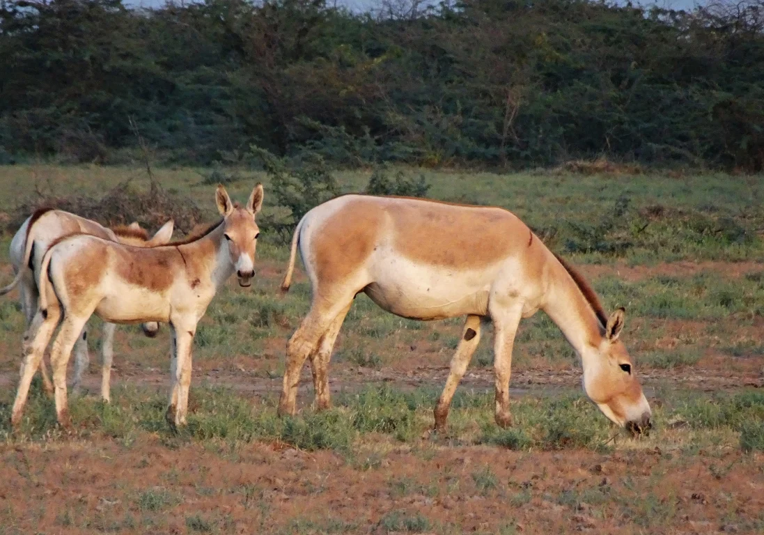 Steppe Animals: Как в Казахстане увеличивают популяцию редких куланов