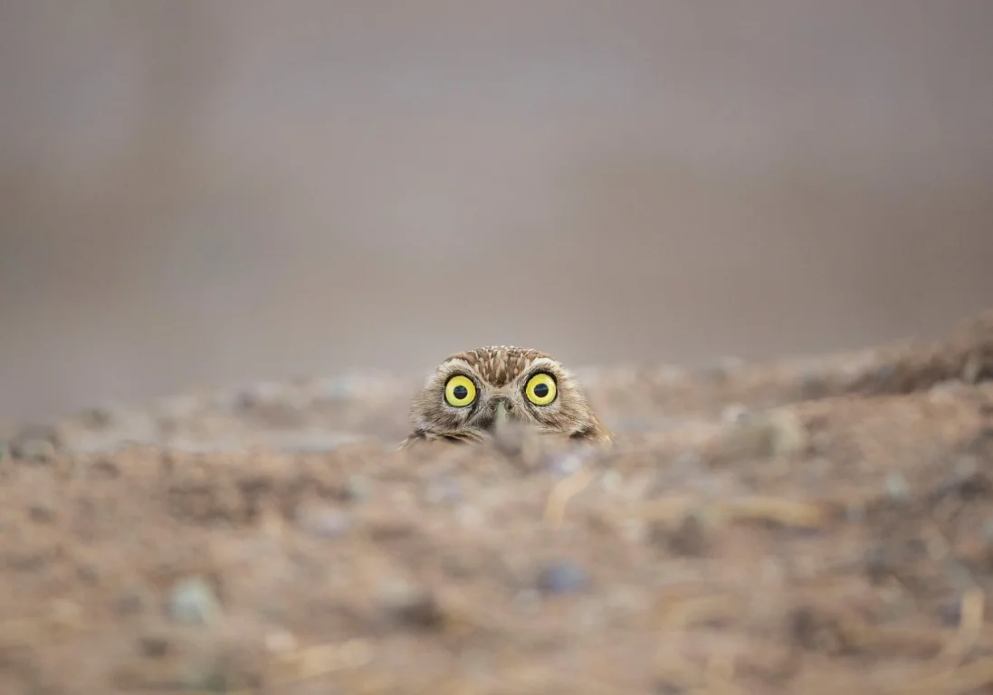 Comedy Wildlife Photography Awards: 11 смешных фотографий дикой природы