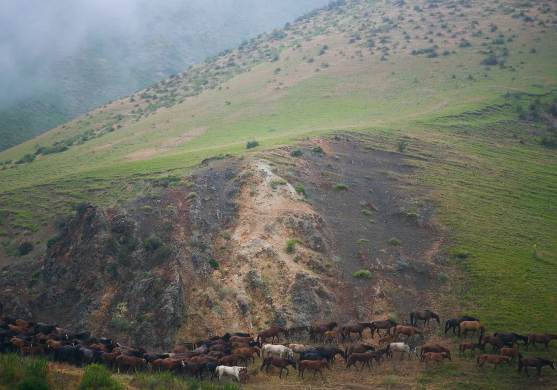 Кочевники Казахстана: Как перегоняют лошадей на жайлау