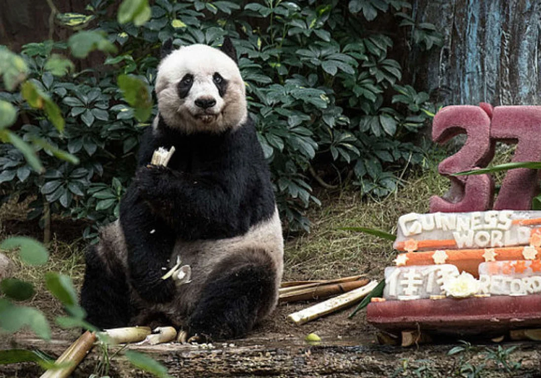 В Гонконге умерла старейшая большая панда в мире