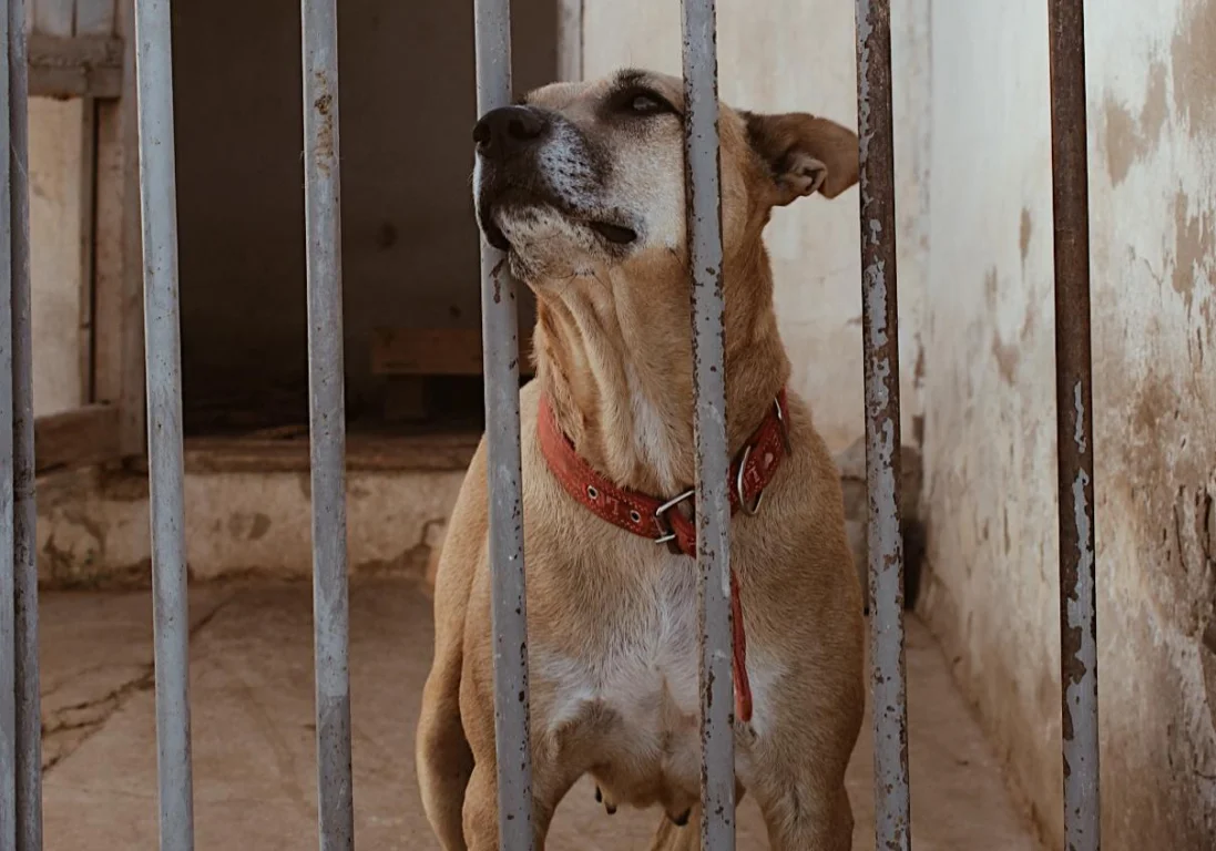 Спасать может каждый: интервью с основательницей приюта для собак в Шымкенте