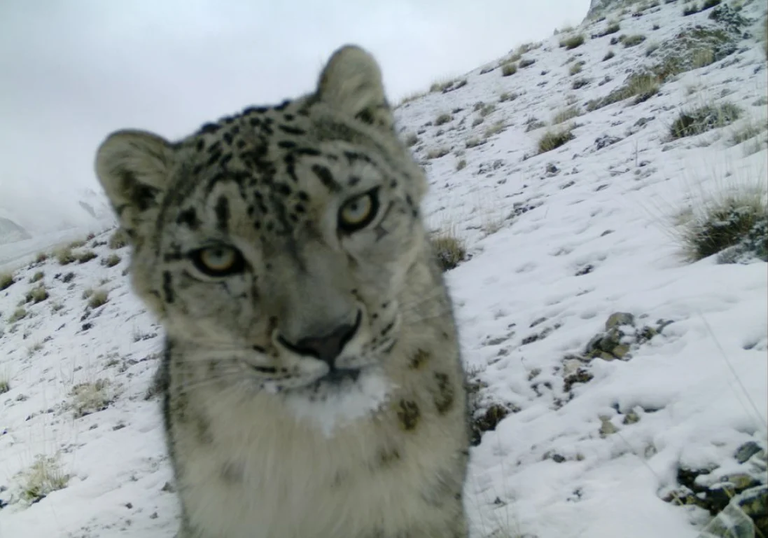 Snow Leopard of Central Asia: Mysterious Life of a National Symbol