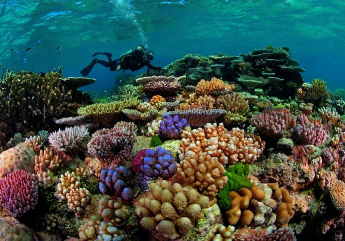 Большой Барьерный риф потерял почти половину кораллов