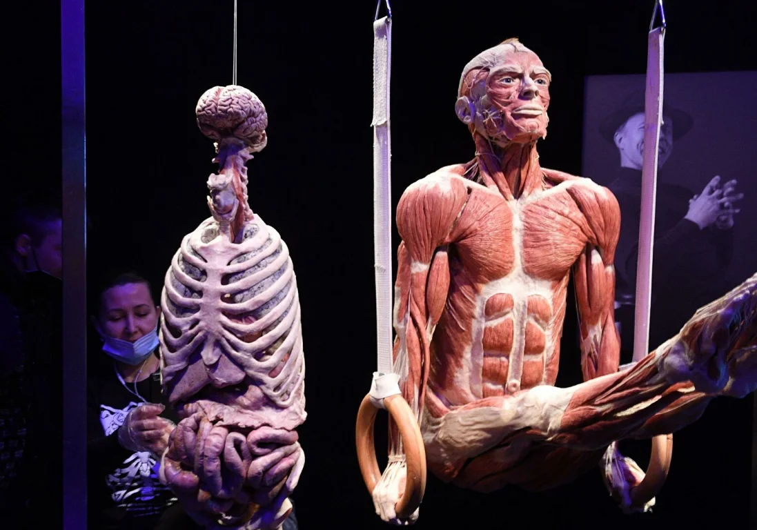 «Здесь трупам не место»: почему в Москве хотят запретить выставку Body Worlds?