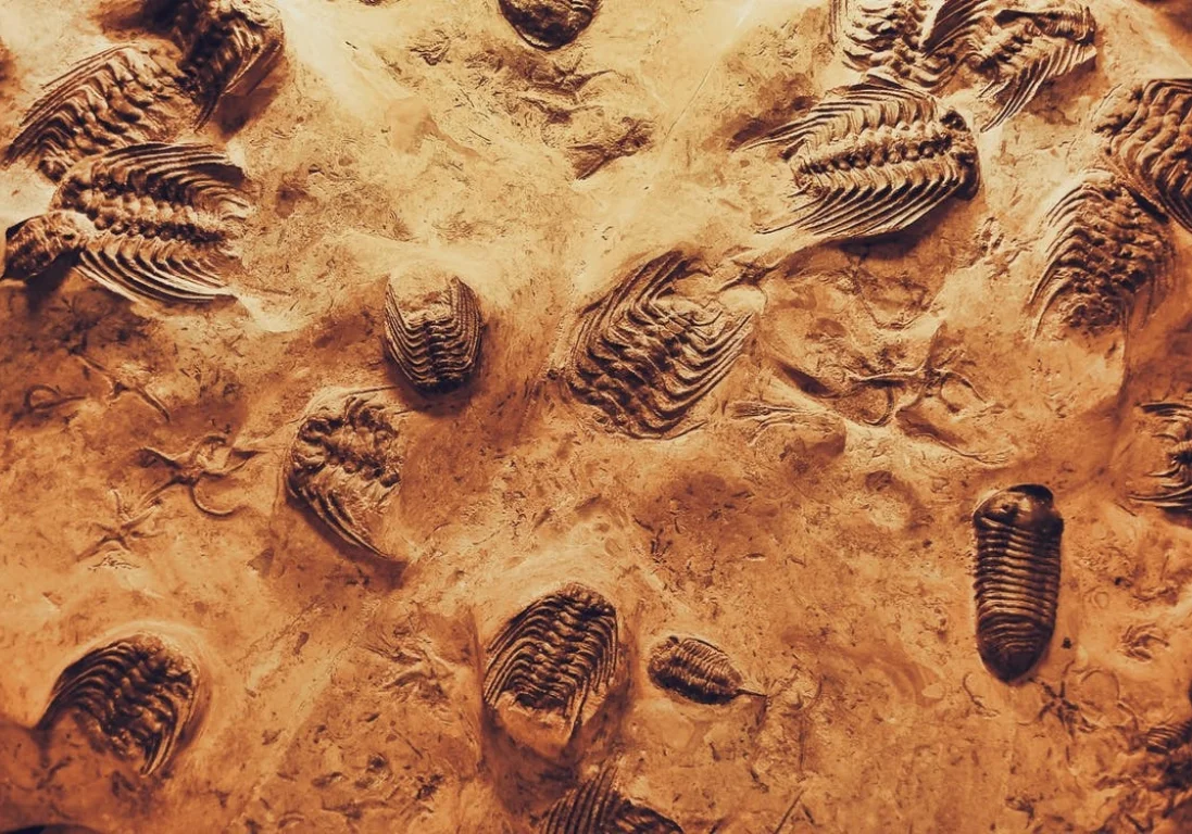 Израильские палеоантропологи обнаружили ранее неизвестный вид людей