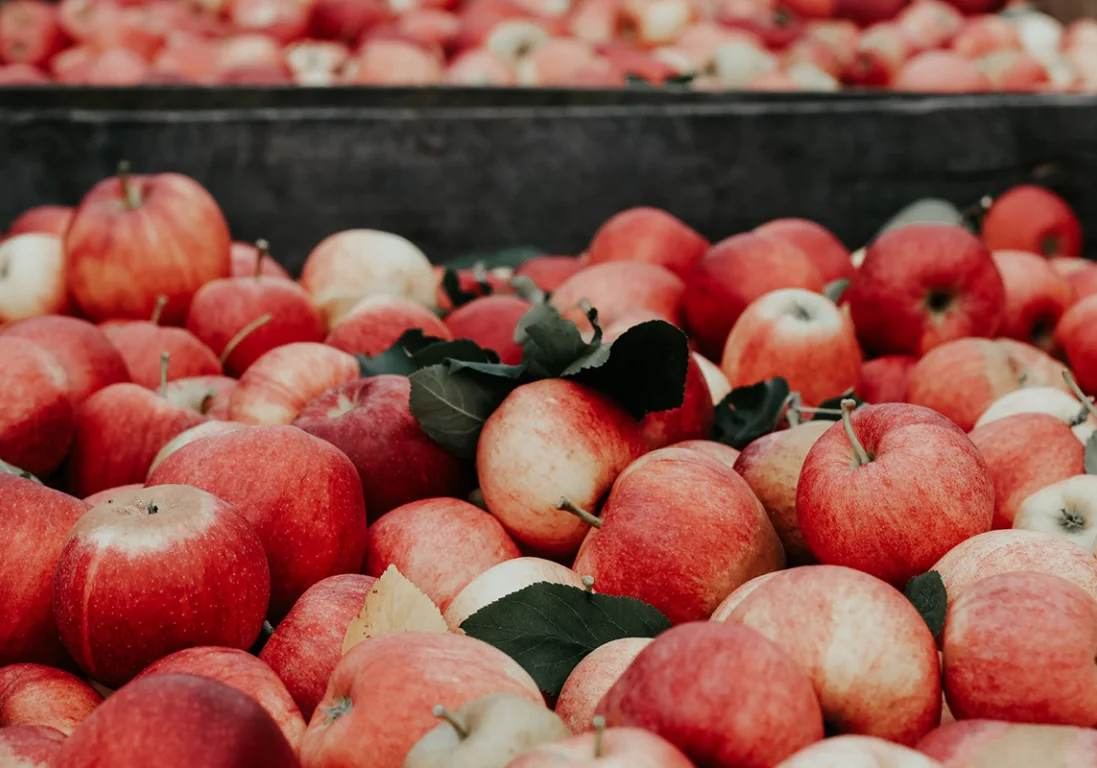 Яблочный экспорт: куда увозят фрукты из Казахстана?