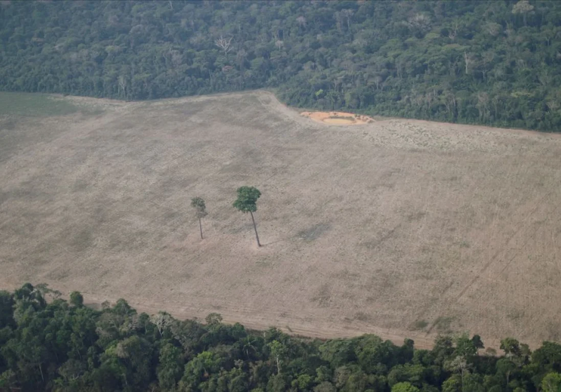 Масштабы вырубки лесов Амазонии достигли максимума за 15 лет
