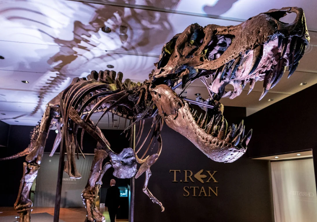Раскрыта тайна тираннозавра Стэна стоимостью 31,8 млн долларов