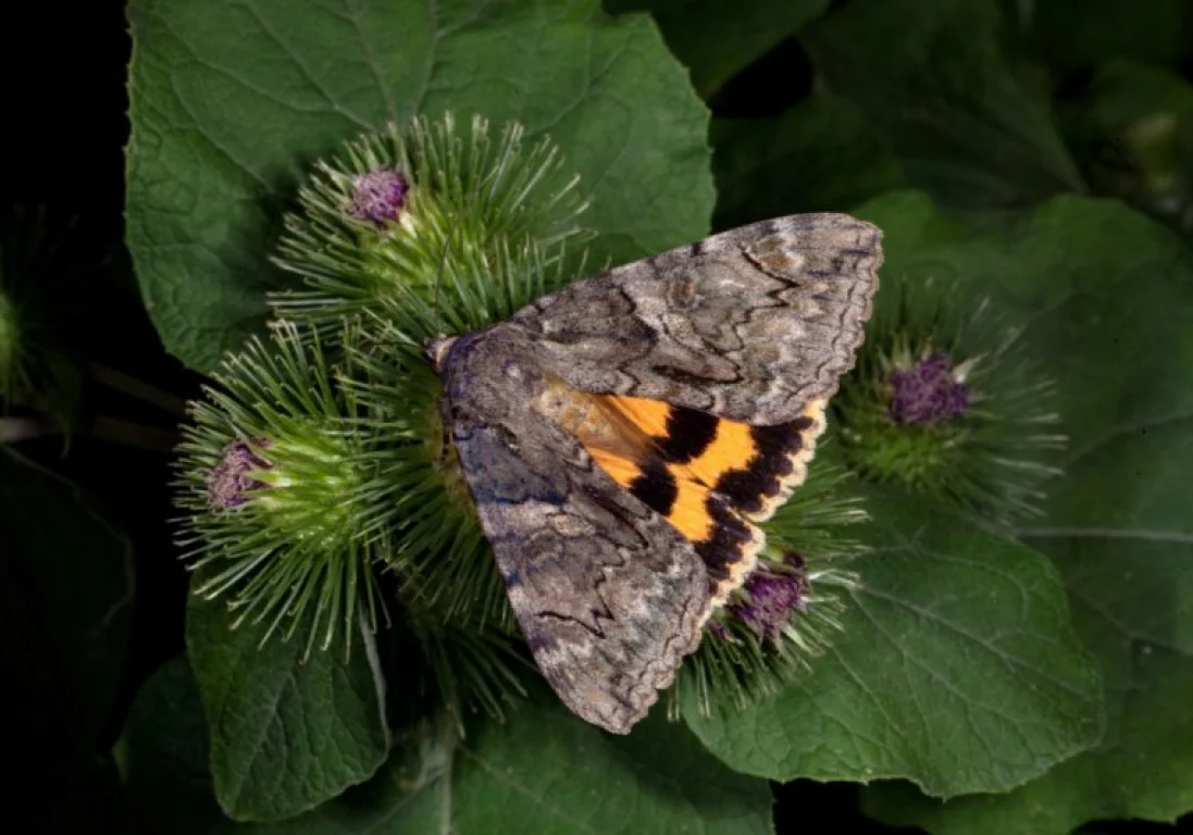 Павлодарские ученые обнаружили новый вид бабочек