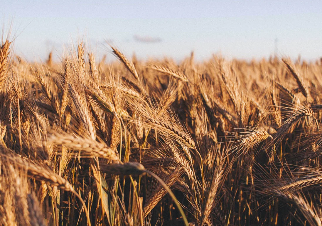 Что будет с казахстанским зерном на мировом рынке