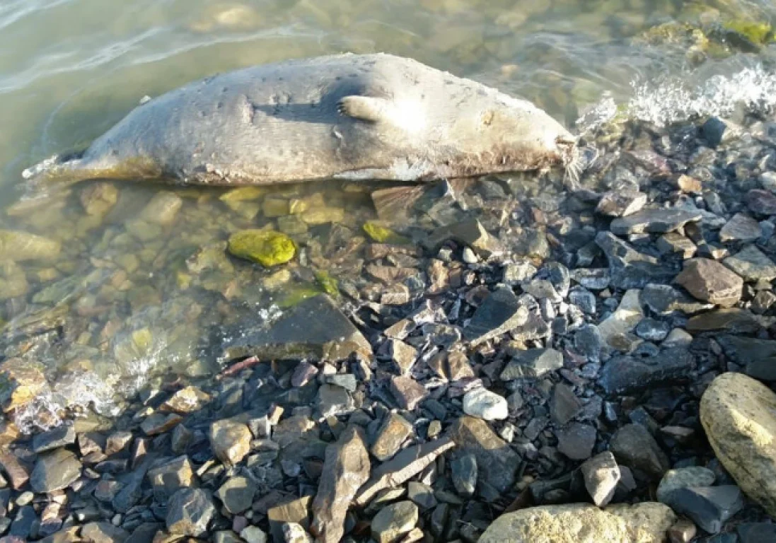 Количество мертвых тюленей в Мангистауской области продолжает расти