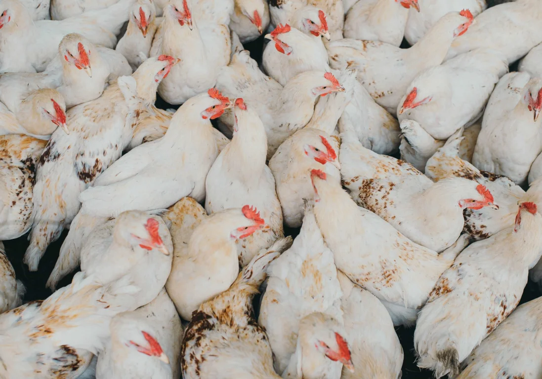 В Казахстане мясо птицы подорожало на 29% за год