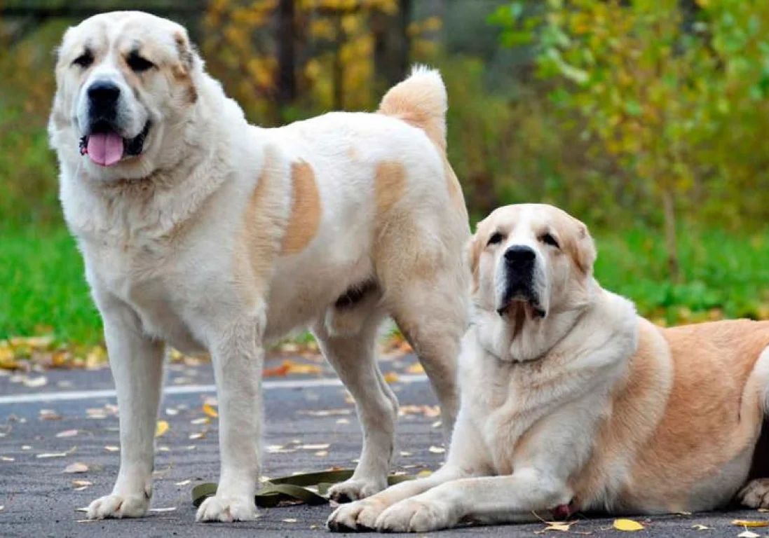 В Казахстане намерены восстановить национальные породы собак — тазы и тобет