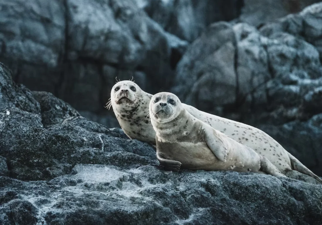 Министр экологии выдвинул новую версию массовой гибели тюленей на Каспии