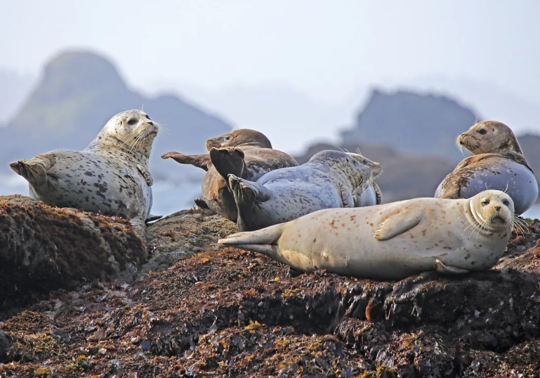 На побережье Каспия обнаружено более ста мертвых тюленей
