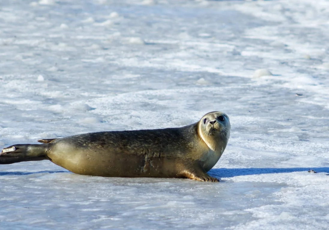 В Дагестане на берегу Каспия обнаружены 2,5 тыс. мертвых тюленей