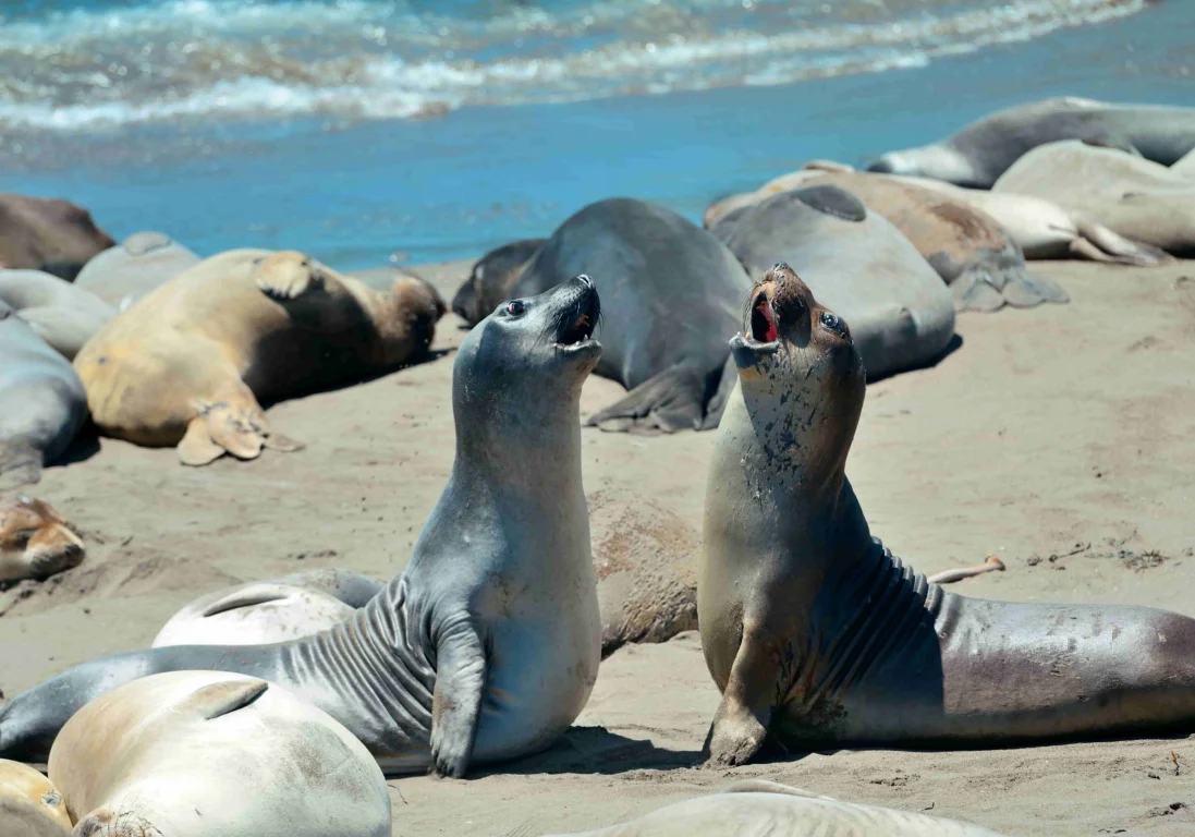 На побережье Каспия в Туркменистане найдены мертвые тюлени
