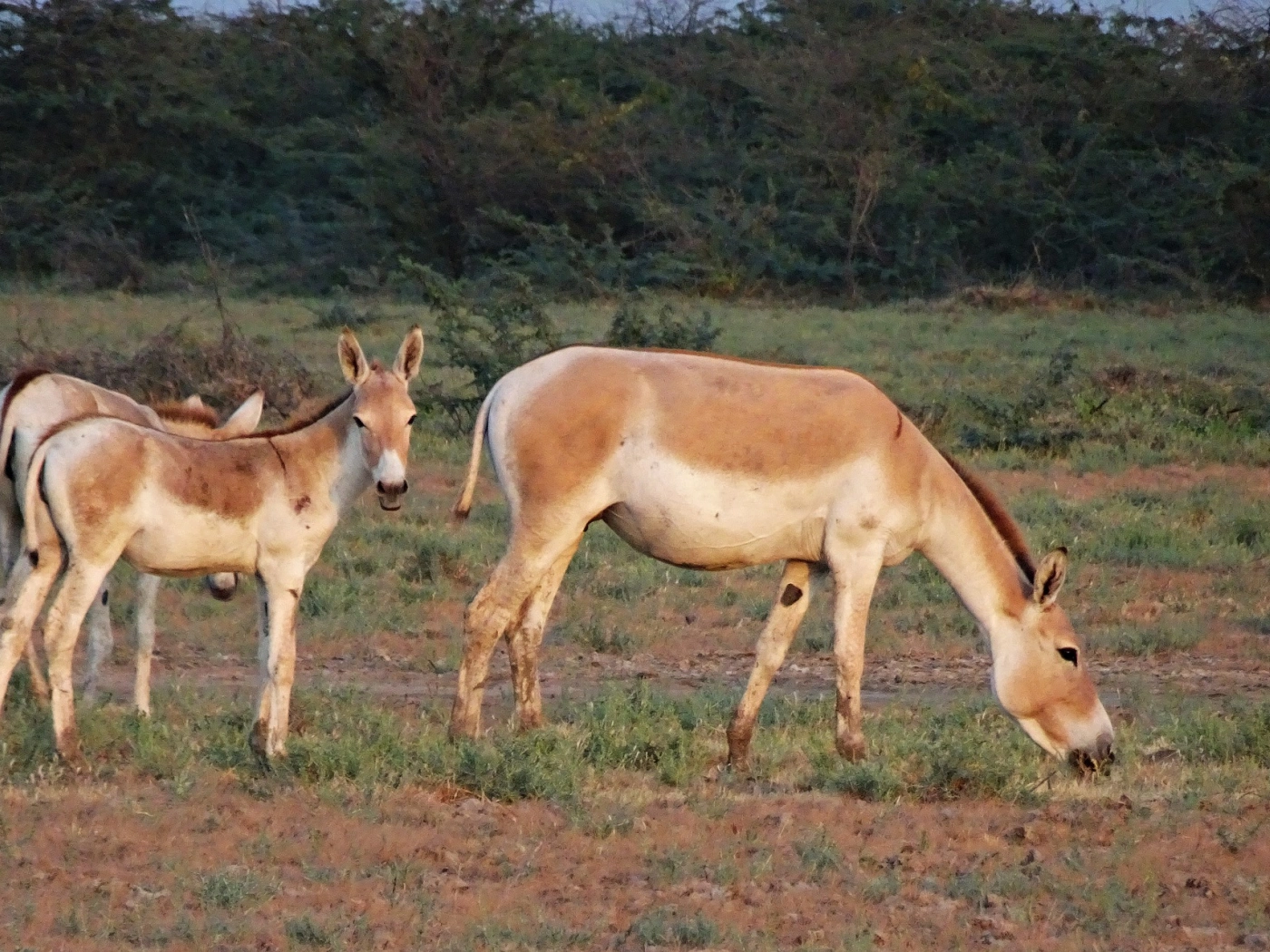 Steppe Animals: Как в Казахстане увеличивают популяцию редких куланов