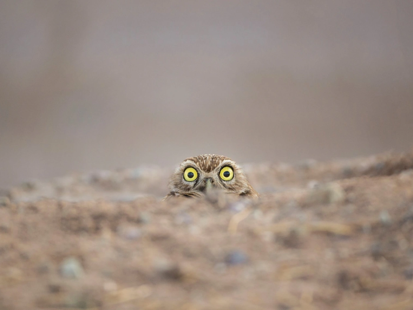 Comedy Wildlife Photography Awards: 11 смешных фотографий дикой природы