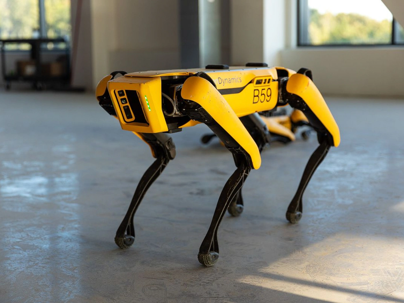 Робособака Spot Boston Dynamics пасёт овец в Новой Зеландии