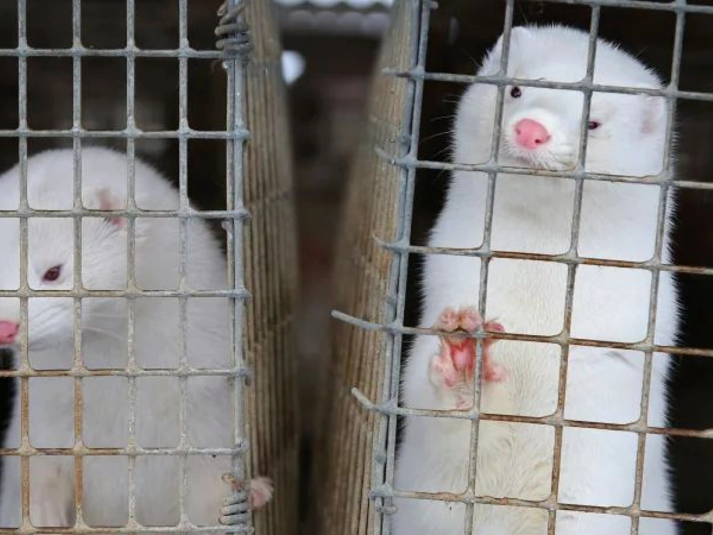 Дания намерена полностью уничтожить популяцию норки