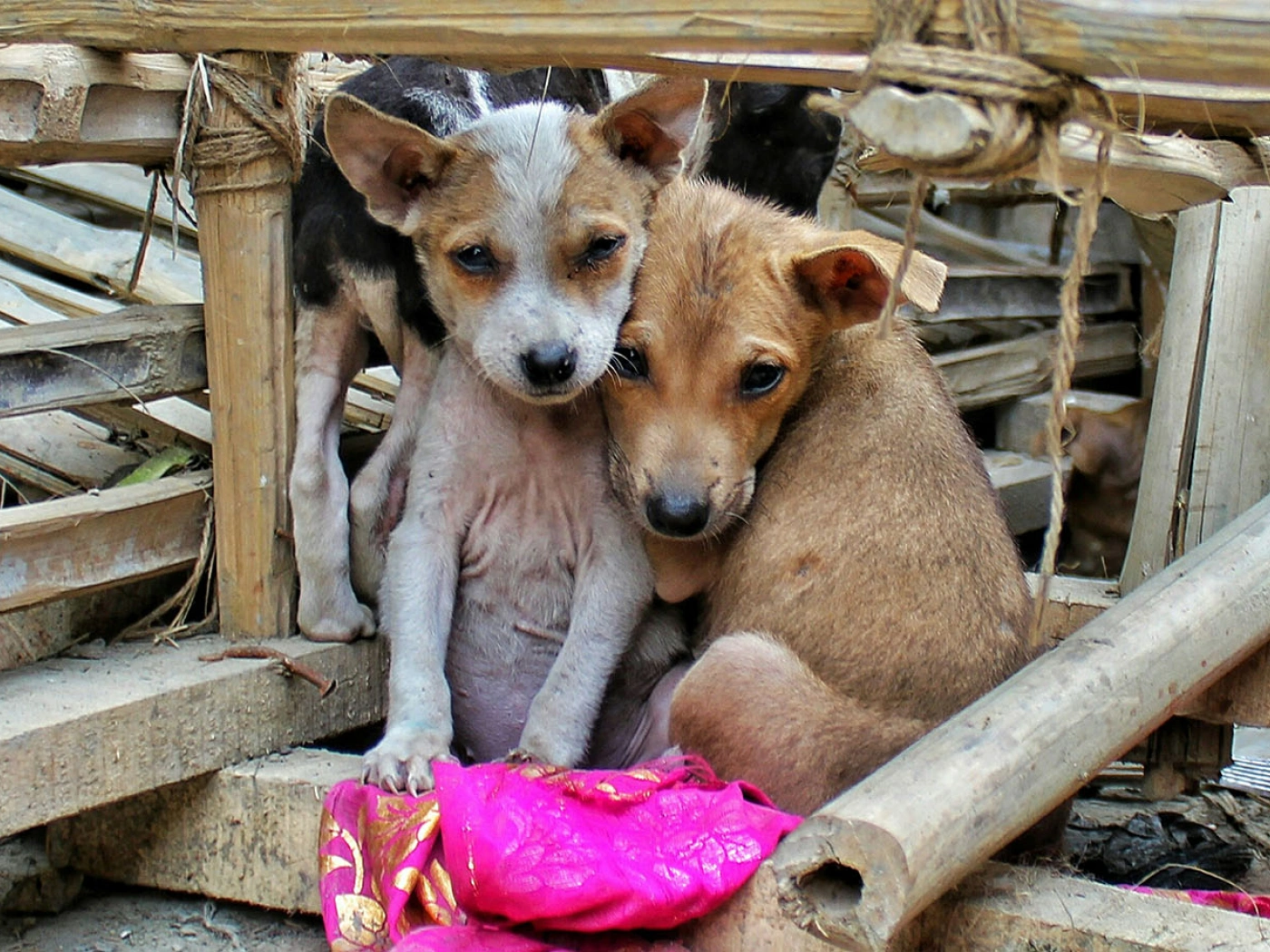 Инициатива по сбору голосов против поправок об обращении с бездомными животными запущена в Казахстане