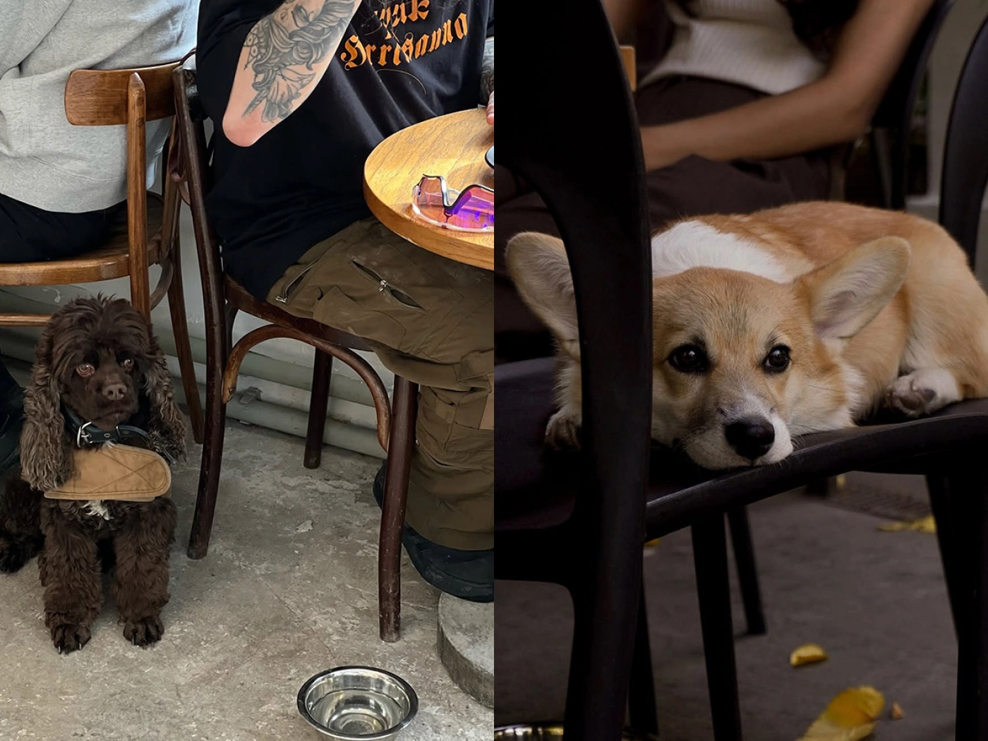 ТОП-5 pet-friendly кофеен Алматы