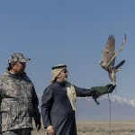 Saudi Falcons Club выпустил соколов в Казахстане в рамках программы по сохранению редких видов