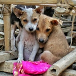 Инициатива по сбору голосов против поправок об обращении с бездомными животными запущена в Казахстане