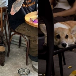 ТОП-5 pet-friendly кофеен Алматы