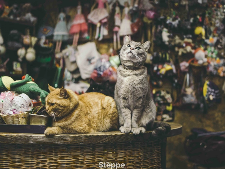 Магазин «Теперь»: в нём обитают кошки, угощают чаем и продают «радость»