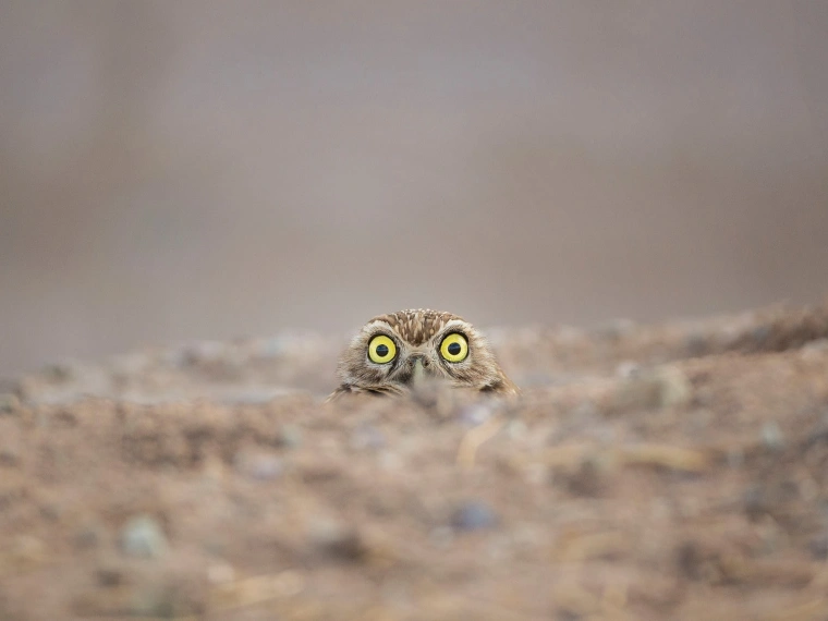 Comedy Wildlife Photography Awards: 11 смешных фотографий дикой природы