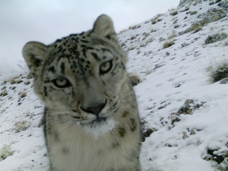 Snow Leopard of Central Asia: Mysterious Life of a National Symbol
