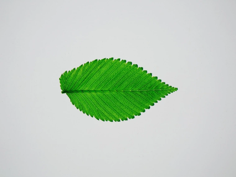 Green economics: Как столица без флоры может озеленить всю страну